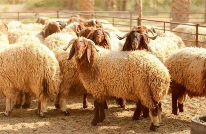أمانة عمّان تعلن مواقع بيع وذبح الأضاحي المعتمدة