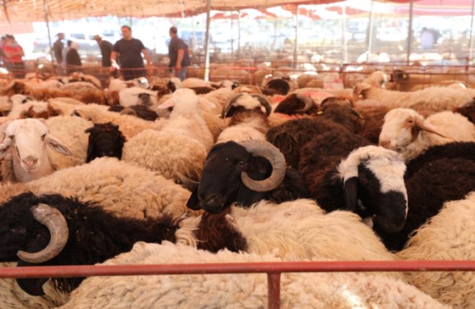 ” مربي المواشي”: حركة الإقبال على الأضاحي “جيدة”