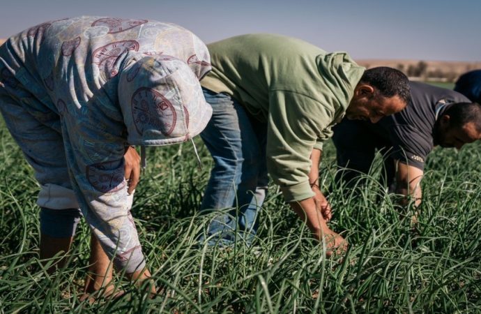 مؤسسة الإقراض الزراعي: 40 مليون دينار قيمة قروض ممنوحة في 6 أشهر
