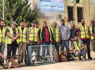 بالصور : محافظ البلقاء يطلق حملة استباقية غير مسبوقة لجمع الكلاب الضالة في السلط