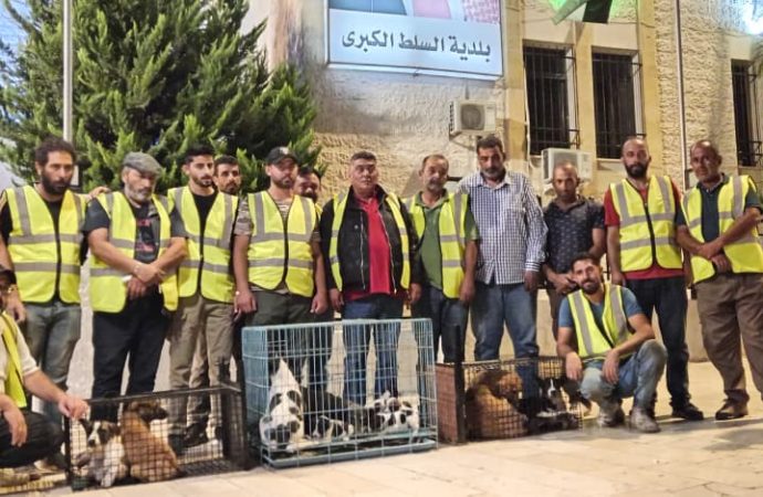 بالصور : محافظ البلقاء يطلق حملة استباقية غير مسبوقة لجمع الكلاب الضالة في السلط