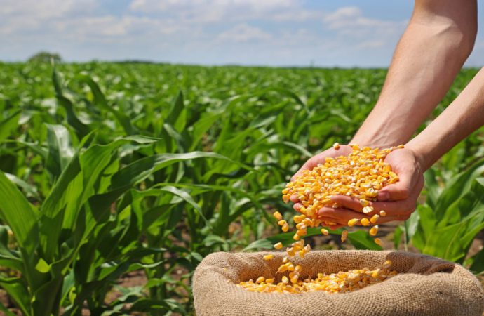 “الأغذية العالمي” يطلق قروضًا ميسّرة لدعم مزارعي الأردن