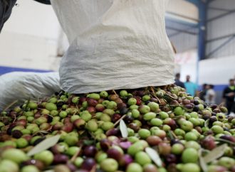 الزراعة توقف تصدير الزيتون الأخضر نظرا لانخفاض إنتاجيته هذا الموسم