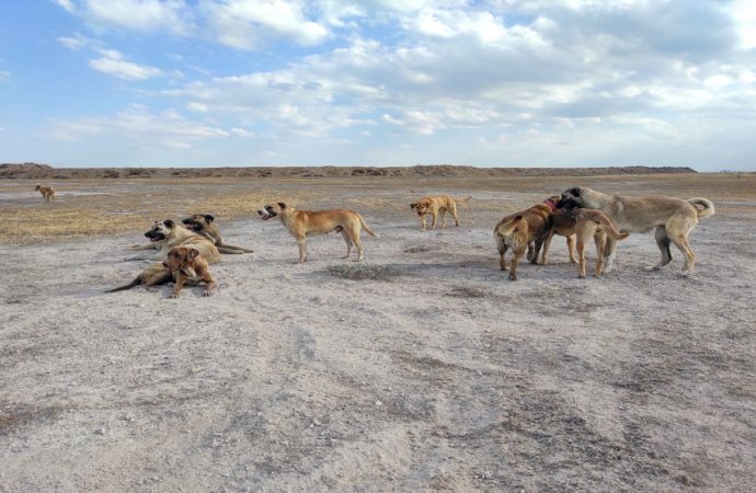جمعية للرفق بالحيوان: الحلول الإنسانية والعلمية متاحة لمعالجة ملف الكلاب الضالة