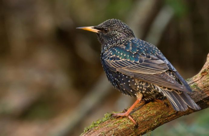 10 ملايين طائر مهاجر يعبرون سماء الأردن سنويا