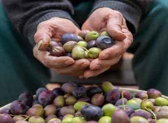 وزارة الزراعة تتوقع فتح باب استيراد زيت الزيتون بعد 15 تشرين الثاني