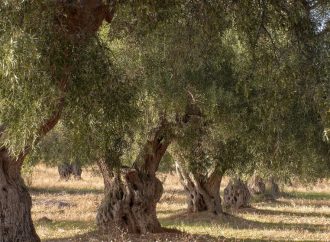 وزارة الثقافة: شجرة المهراس تشكل نموذجا يعبّر عن هوية الأردني