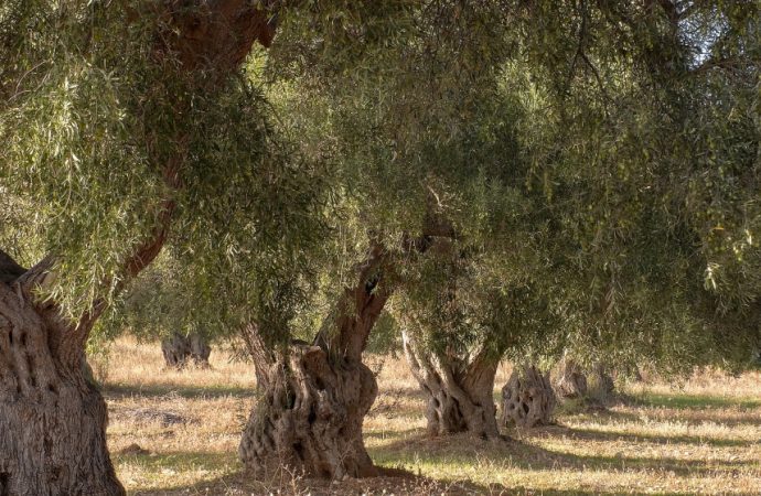 وزارة الثقافة: شجرة المهراس تشكل نموذجا يعبّر عن هوية الأردني