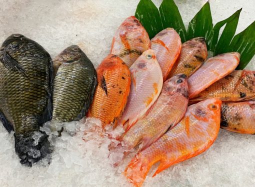 تجارة العقبة: اتفاق مبدئي لتسهيل استيراد الأسماك من مصر