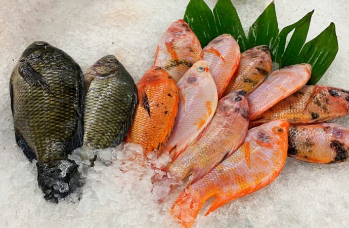 تجارة العقبة: اتفاق مبدئي لتسهيل استيراد الأسماك من مصر