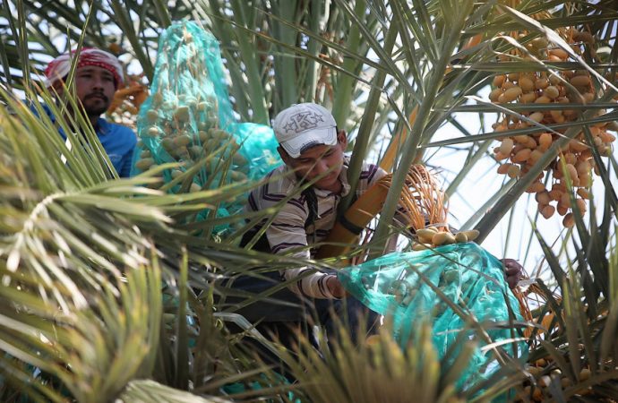 مديرية زراعة الأزرق تنفذ حملة لمكافحة سوسة النخيل الحمراء