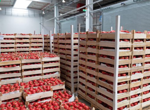 وزارة الزراعة تسمح برفع كمية البندورة المسموح بتصديرها