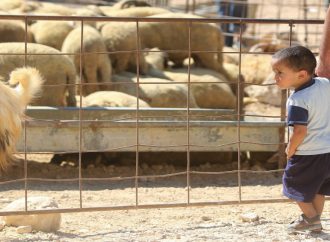 بلدية السلط تحدد مواقع بيع الأضاحي وتؤكد منع إقامة الحظائر على طريق السرو