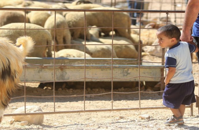بلدية السلط تحدد مواقع بيع الأضاحي وتؤكد منع إقامة الحظائر على طريق السرو