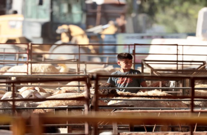 أمانة عمّان: بيع 27 ألف أضحية من أصل 42 ألفا توافرت في مواقع البيع المعتمدة بالعاصمة