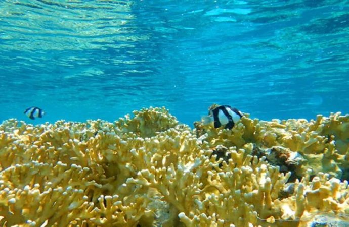 إدراج محمية العقبة البحرية على قائمة اليونسكو للتراث العالمي